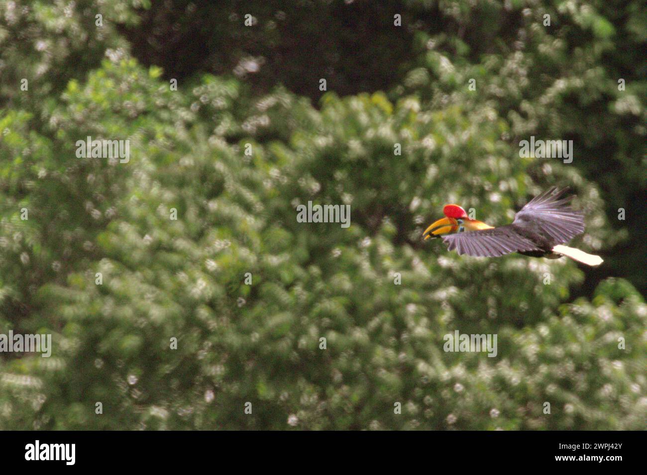 Ein Noppenschnabel (Rhyticeros cassidix) fliegt durch ein Waldgebiet nahe Mount Tangkoko und Duasudara in Bitung, Nord-Sulawesi, Indonesien. Die International Union for Conservation of Nature (IUCN) kommt zu dem Schluss, dass steigende Temperaturen unter anderem zu ökologischen, verhaltensbezogenen und physiologischen Veränderungen der Tierarten und der Artenvielfalt geführt haben. „Zusätzlich zu den erhöhten Krankheitsraten und geschädigten Lebensräumen verursacht der Klimawandel auch Veränderungen bei den Arten selbst, die ihr Überleben bedrohen“, schrieben sie in einer Publikation auf IUCN.org. Stockfoto