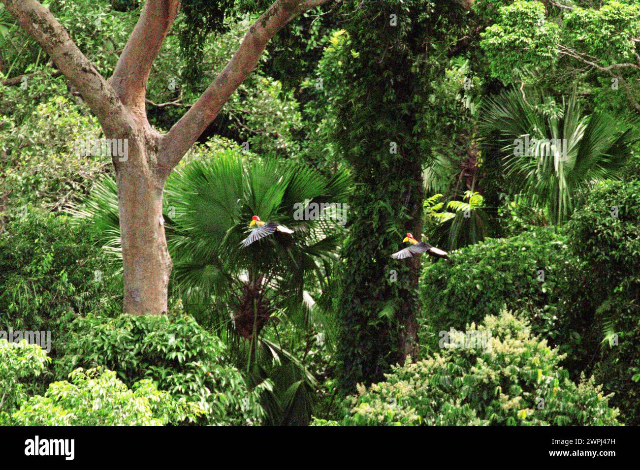 Zwei Individuen des Nörnschnabelschnabels (Rhyticeros cassidix), ein Paar, fliegen durch ein Regenwaldgebiet in der Nähe von Mount Tangkoko und Duasudara in Bitung, Nord-Sulawesi, Indonesien. Die International Union for Conservation of Nature (IUCN) kommt zu dem Schluss, dass steigende Temperaturen unter anderem zu ökologischen, verhaltensbezogenen und physiologischen Veränderungen der Tierarten und der Artenvielfalt geführt haben. „Zusätzlich zu den erhöhten Krankheitsraten und geschädigten Lebensräumen verursacht der Klimawandel auch Veränderungen bei den Arten selbst, die ihr Überleben bedrohen“, schrieben sie in einer Publikation auf IUCN.org. Stockfoto