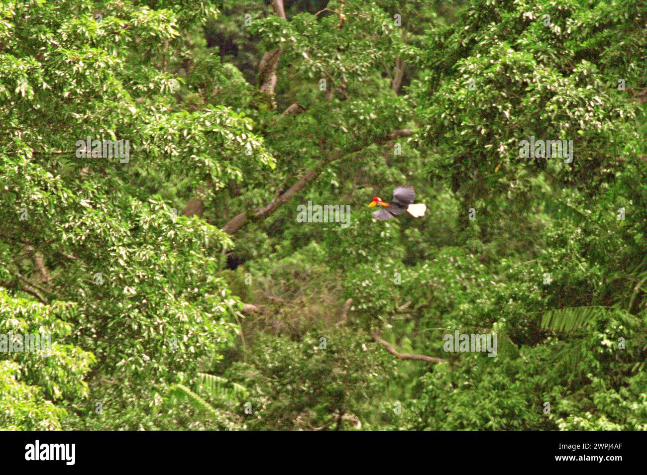 Ein Noppenschnabel (Rhyticeros cassidix) fliegt durch den Regenwald am Fuße des Mount Tangkoko und des Mount Duasudara in Nord-Sulawesi, Indonesien. Die International Union for Conservation of Nature (IUCN) kommt zu dem Schluss, dass steigende Temperaturen unter anderem zu ökologischen, verhaltensbezogenen und physiologischen Veränderungen der Tierarten und der Artenvielfalt geführt haben. „Zusätzlich zu den erhöhten Krankheitsraten und geschädigten Lebensräumen verursacht der Klimawandel auch Veränderungen bei den Arten selbst, die ihr Überleben bedrohen“, schrieben sie in einer Publikation auf IUCN.org. Stockfoto