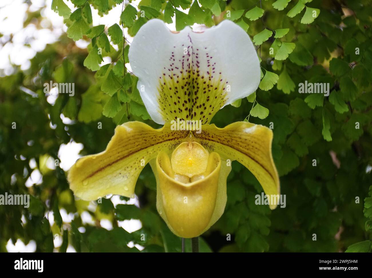 Nahaufnahme der weißen und gelben Farbe der Paphiopedilum Beatrice Orchidee bei voller Blüte Stockfoto