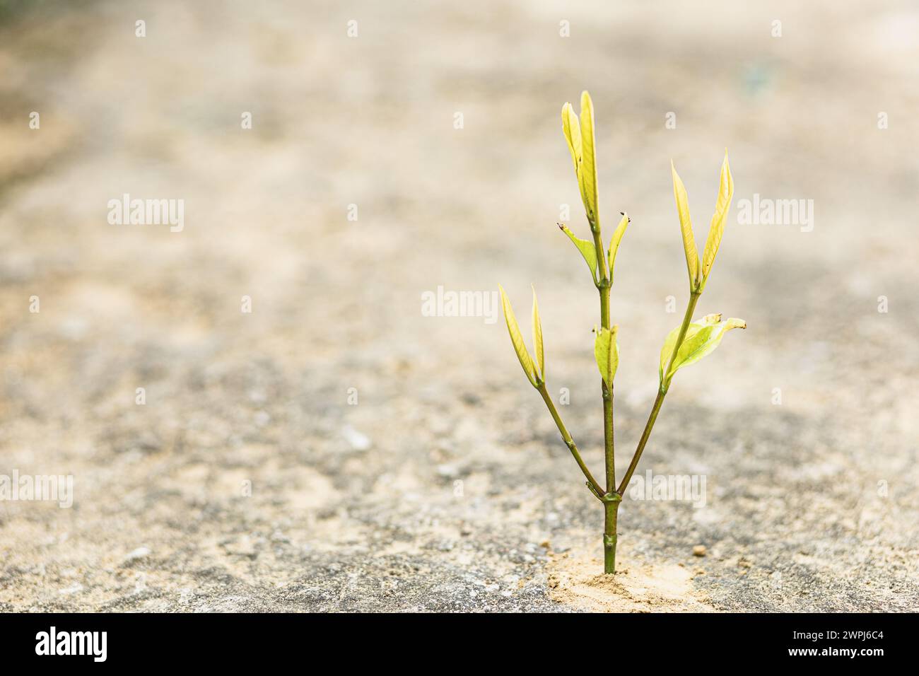 Der Tag der Erde ist ein wichtiger Tag. Es bezieht sich auf die menschliche Existenz auf der Erde. Stockfoto