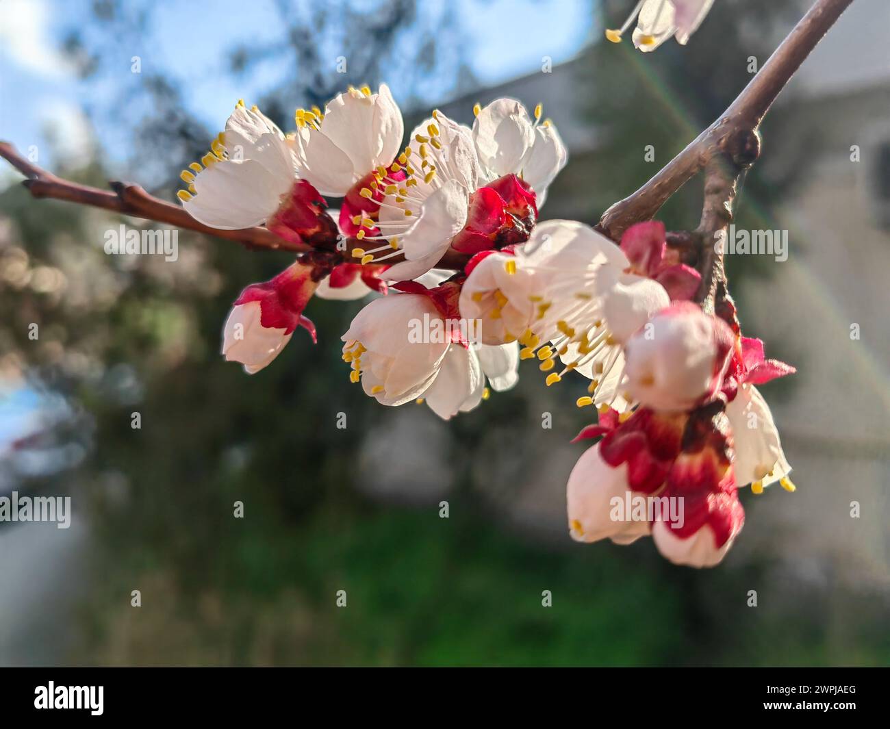 Blüht im Winter. Sibirische Blumen Pflanzen, Äste Stockfoto