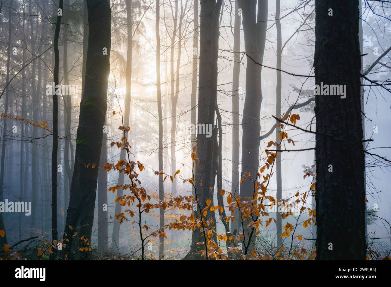 Gemütliche Herbstszene mit Sonnenstrahlen, die durch die Bäume filtern und die Herbstfarben hervorheben Stockfoto