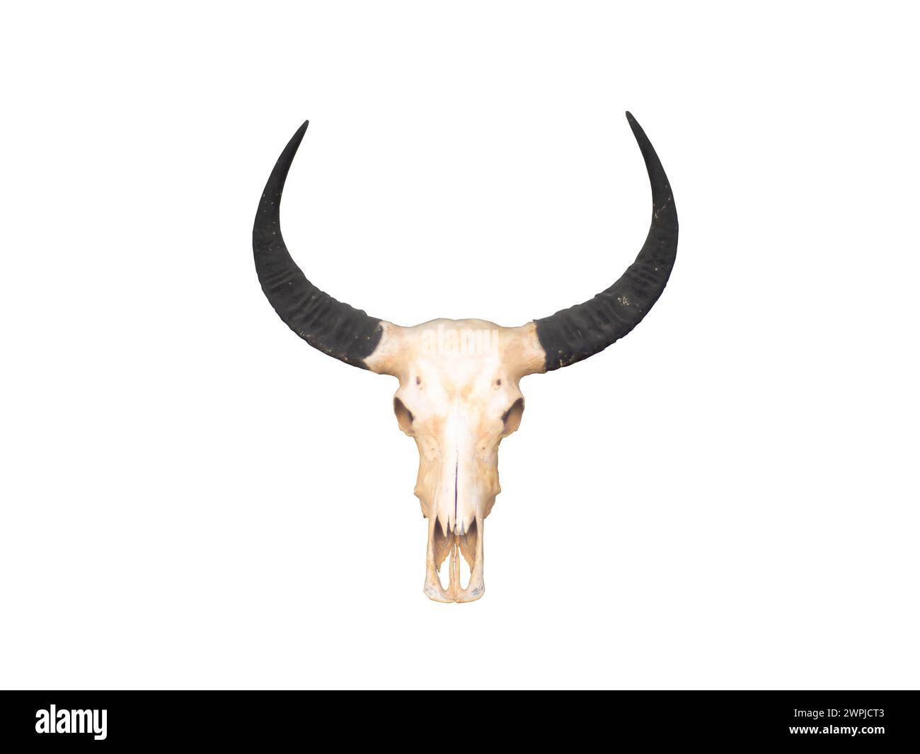 Der Schädel des Büffels, der an der Holzwand befestigt war. Stockfoto