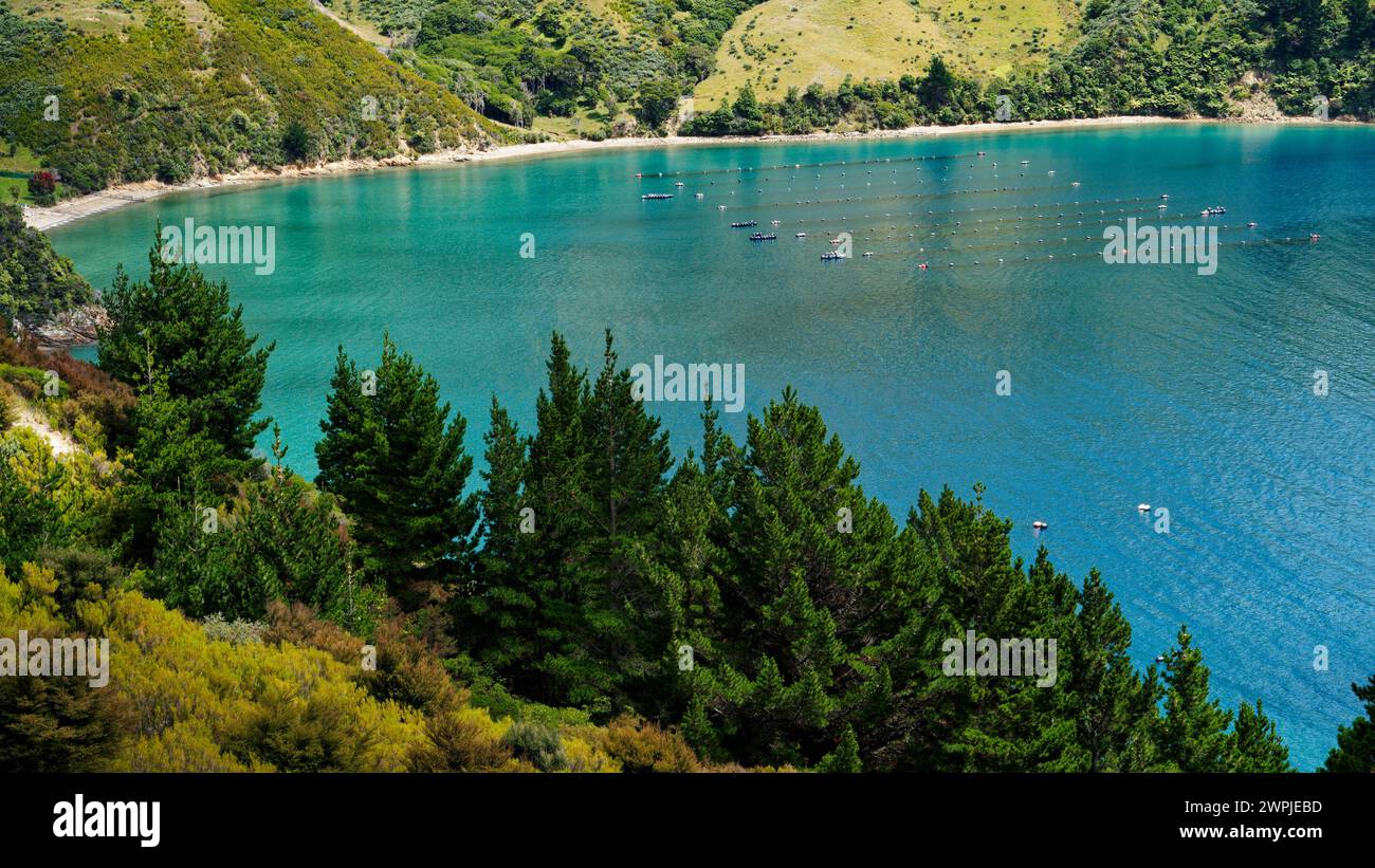 Eine von vielen Muschelfarmen mit Muschelschwaden in den Marlborough Sounds, Südinsel, Aotearoa/Neuseeland. Stockfoto