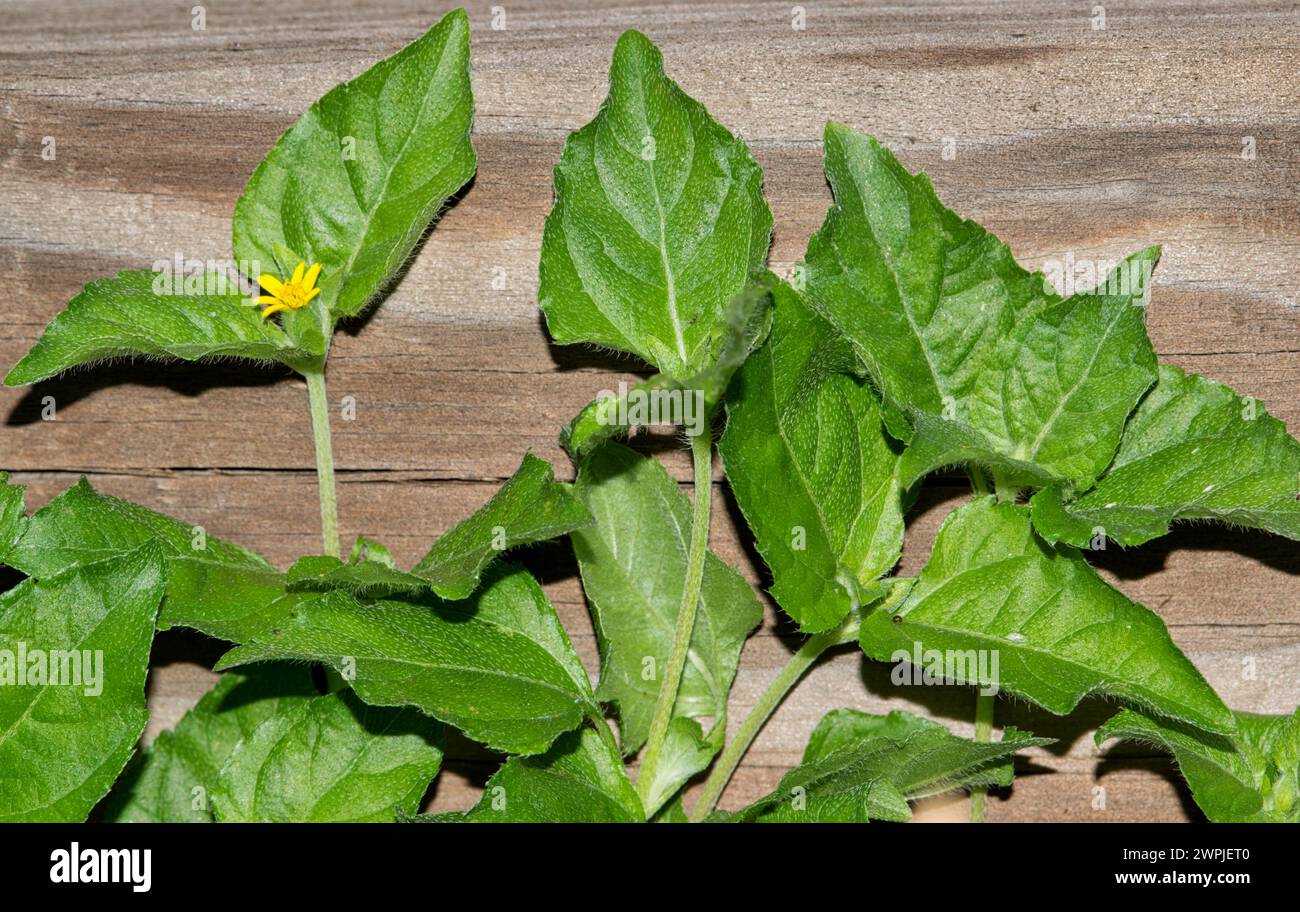 Straggler Daisy (Calyptocarpus vialis) kriecht einen Holzzaun in einem vorstädtischen Hinterhof hinauf. Gewöhnliche Bodendeckengrass-Arten, die in den südlichen USA gefunden werden. Stockfoto