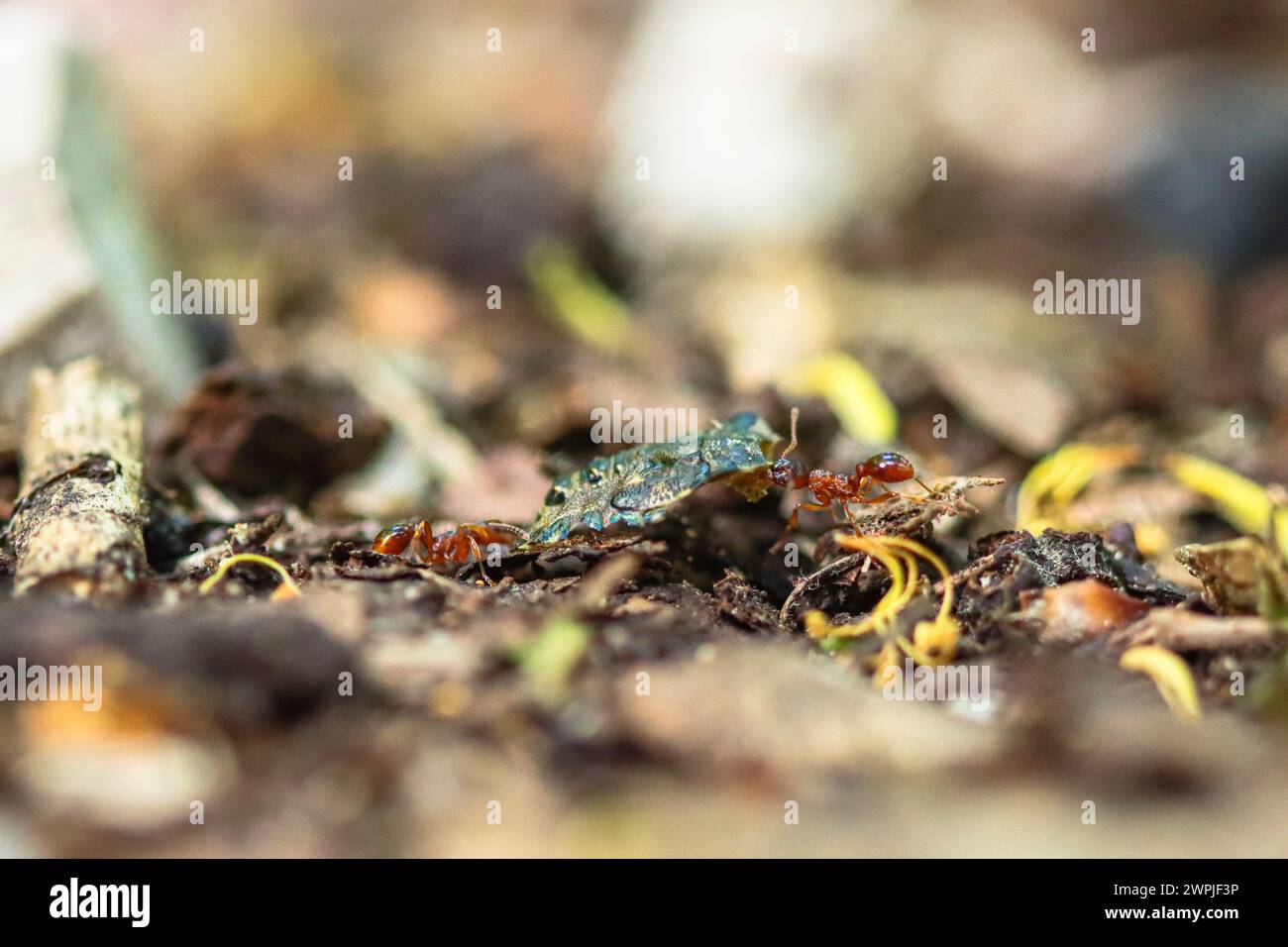 Ameisen mit Schildkäfer im Wald - Formicidae Stockfoto