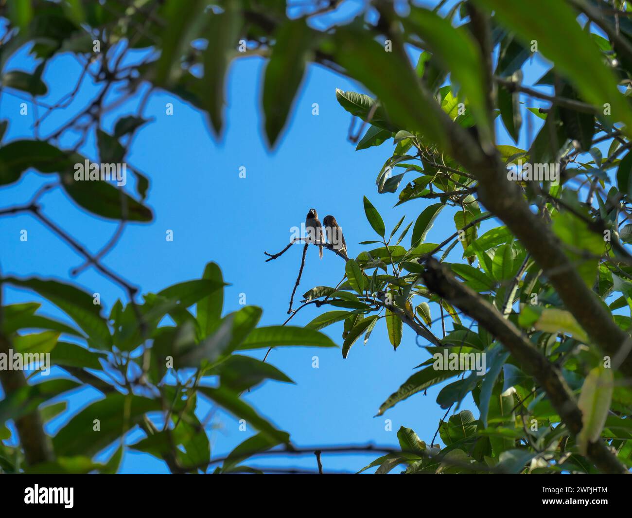Zwei Vögel auf einem Baumzweig mit Laubhintergrund Stockfoto