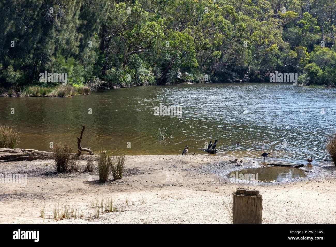 Royal National Park, Australiens erster Nationalpark, mit dem Port Hacking Rove in der Nähe von Audley Village, Sydney, NSW, Australien Stockfoto