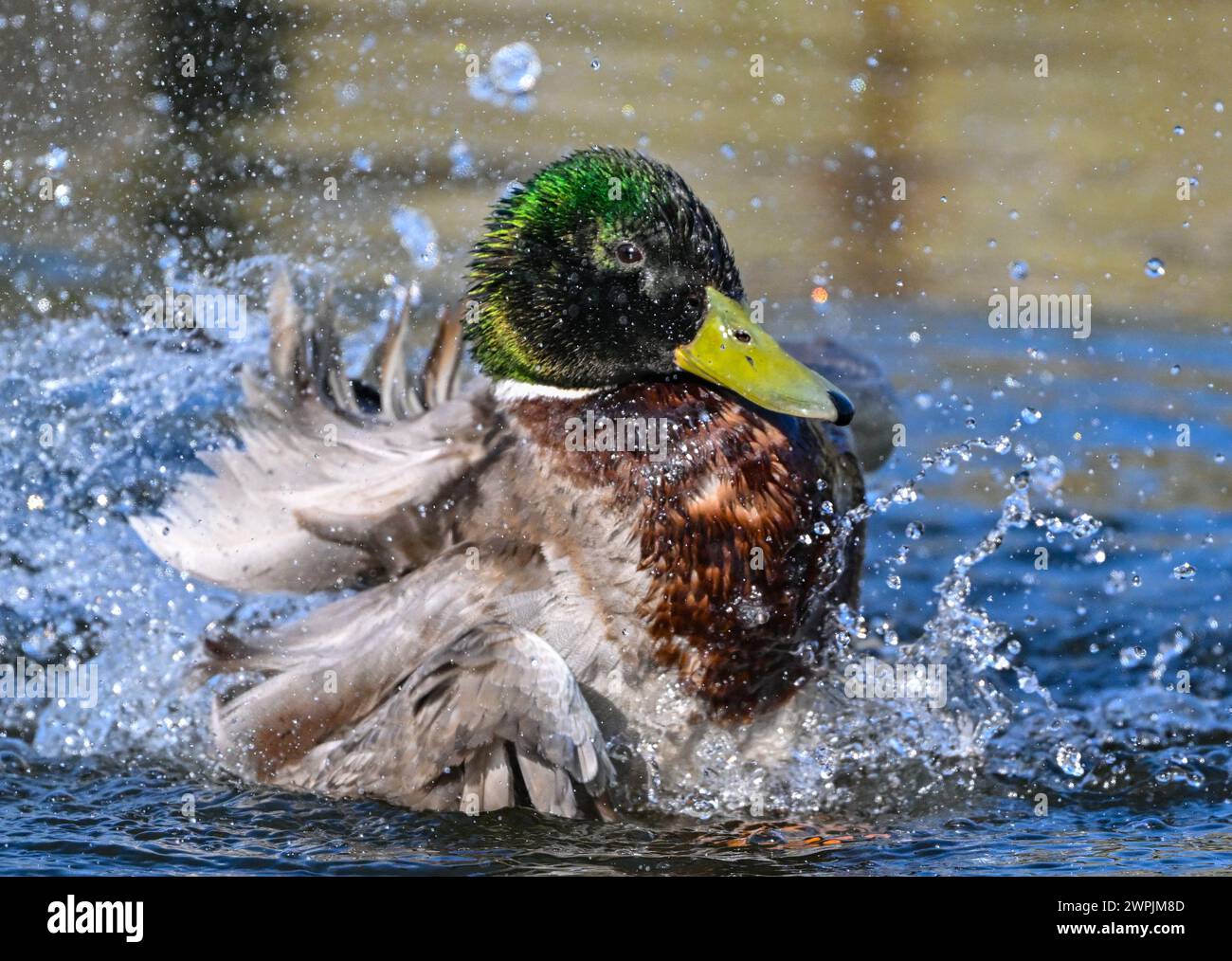 Großer Entenvogel In Europa Und Asien Beeskow, Deutschland. März 2024. Eine Stocke (Anas platyrhynchos), hier