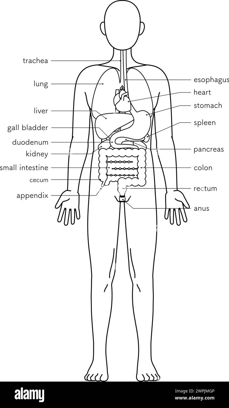 Strukturzeichnung des menschlichen Körpers, Illustration der inneren Organe (Eingeweide) Schwarze und weiße Linienzeichnung , Vektorillustration Stock Vektor