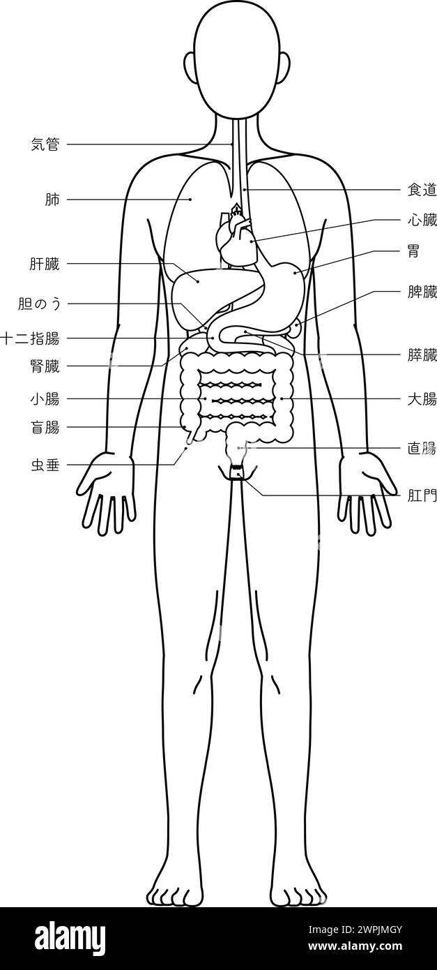 Strukturzeichnung des menschlichen Körpers, Illustration der inneren Organe (Eingeweide) Schwarze und weiße Linienzeichnung - Übersetzung: Magenanus Appendix rect Stock Vektor
