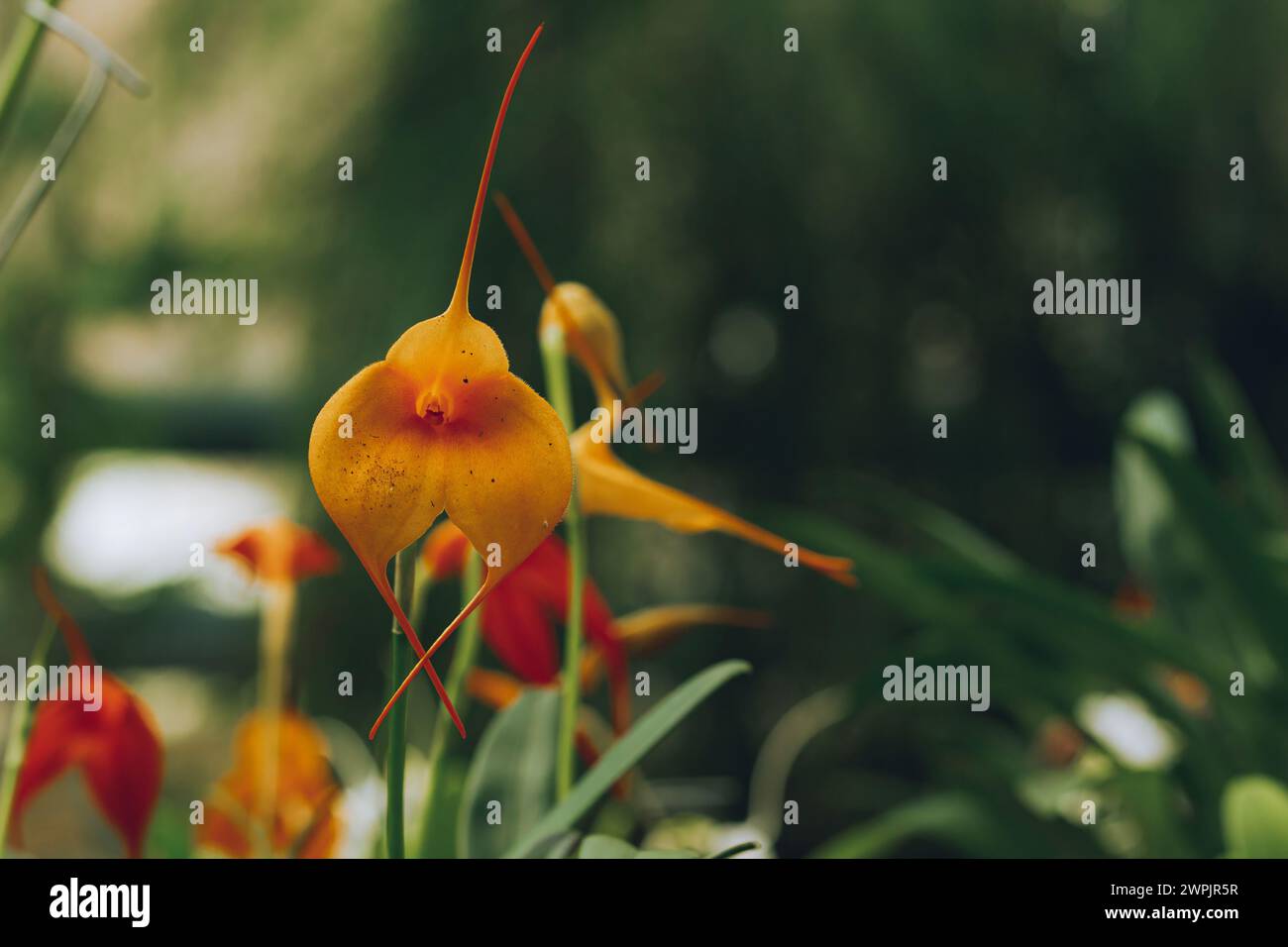 Schöne kleine Orchidee von Masdevallia Southern Sun Stockfoto