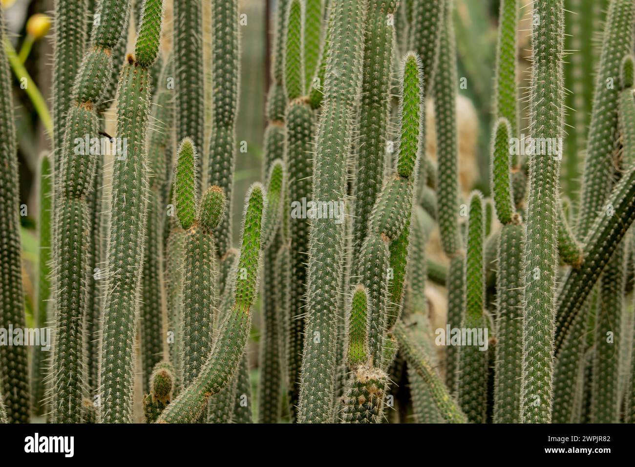 Große Kakteen draußen in der Wüste. Grüner Kakteen mit Dornen. Pflanzenkaktus mit Stacheln. Natur, floraler Hintergrund Stockfoto