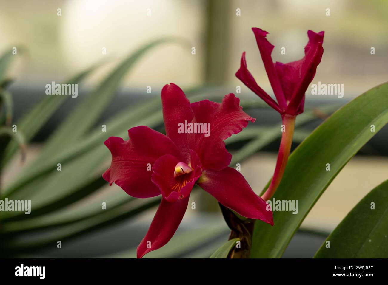 Schmuckschatulle scheherazade Blume Orchideenblume Stockfoto