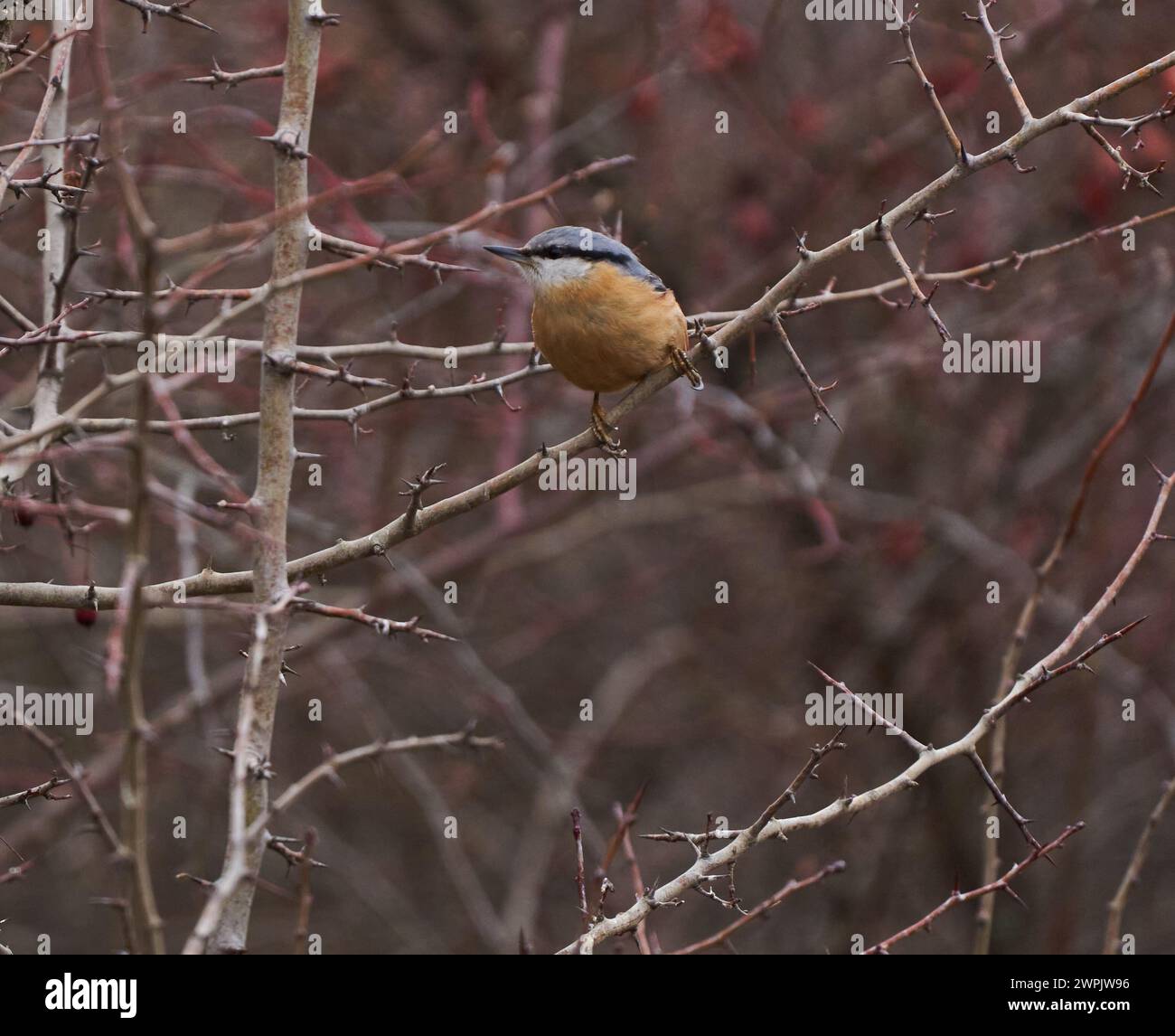 Junger Nacktschneckenvogel, der in einem Bruchbusch sitzt Stockfoto