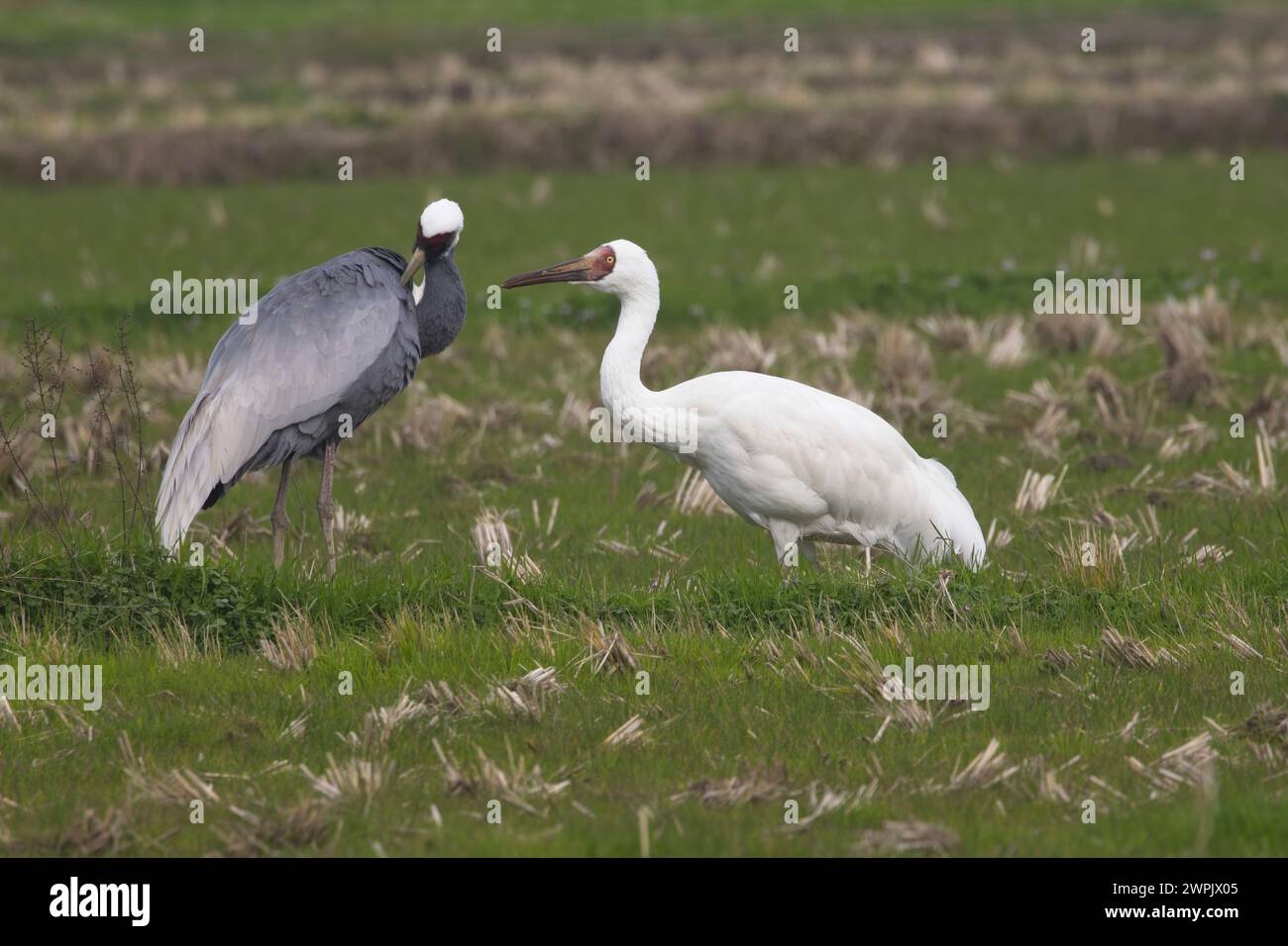 Ein seltener Sibirischer Krane (Leucogeranus leucogeranus) mit Weißnappenkran (Antigone vipio), Arasaki, Kyushu, Japan. Stockfoto
