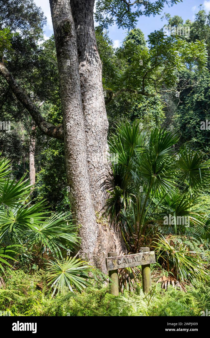 Royal National Park Sydney Australia, Holzschild für Calala Clearing, NSW, Australien, 2024 Stockfoto