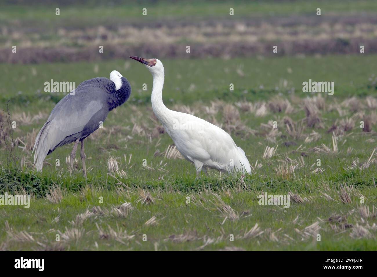 Ein seltener Sibirischer Krane (Leucogeranus leucogeranus) mit Weißnappenkran (Antigone vipio), Arasaki, Kyushu, Japan. Stockfoto