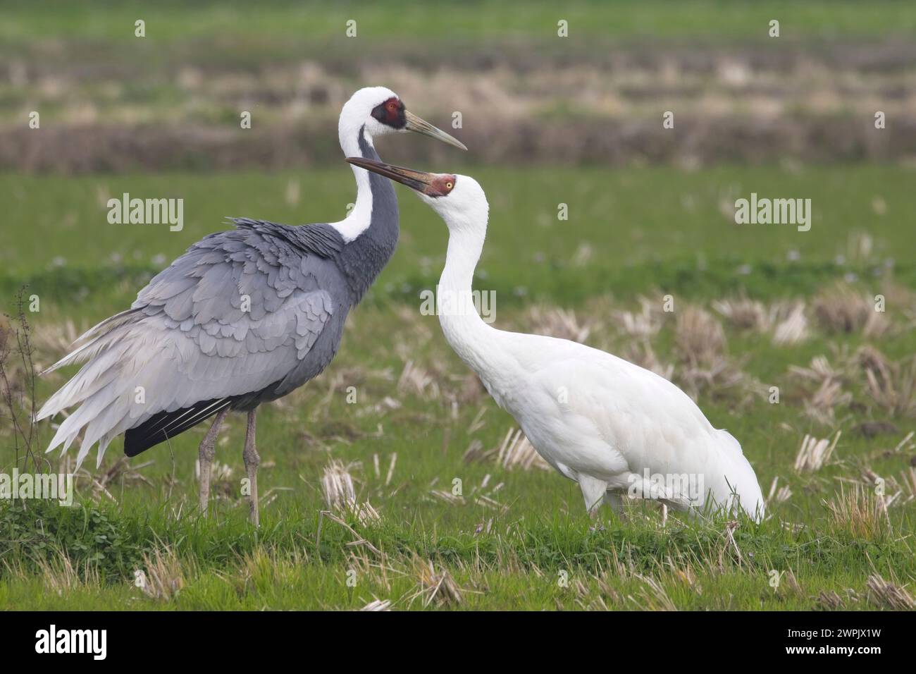Ein seltener Sibirischer Krane (Leucogeranus leucogeranus) mit Weißnappenkran (Antigone vipio), Arasaki, Kyushu, Japan. Stockfoto