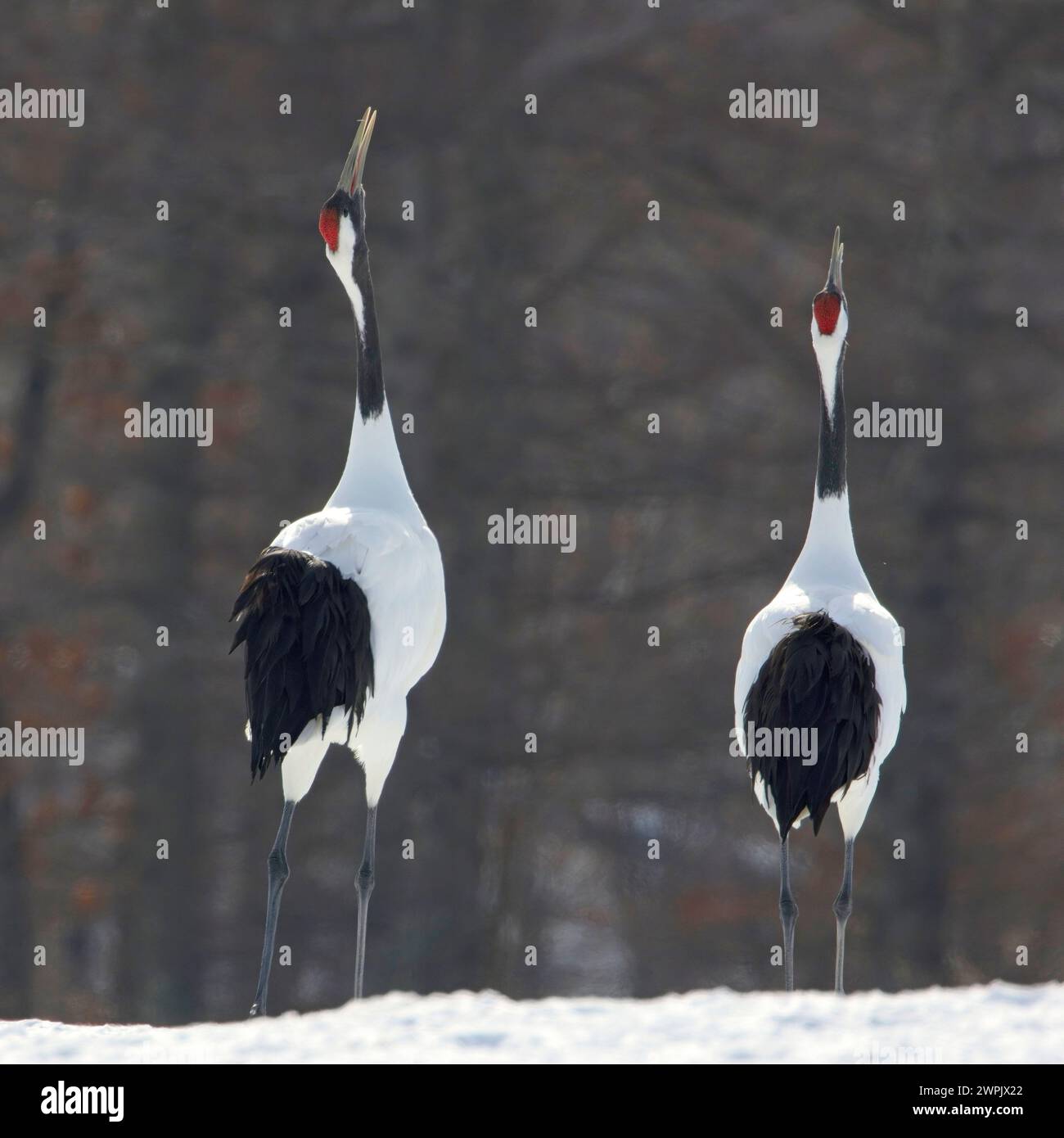 Wilde Rotkräne (Grus japonensis) „Balzausstellung“ auf Hokkaido, Japan. Stockfoto