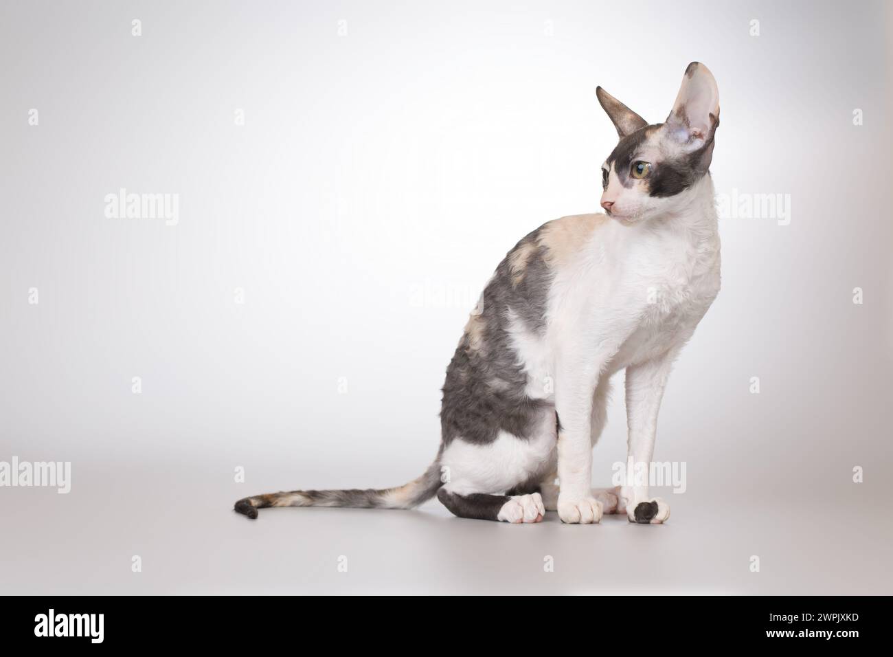 Cornish rex Rasse männliche Katze posiert für Porträt im Studio Stockfoto