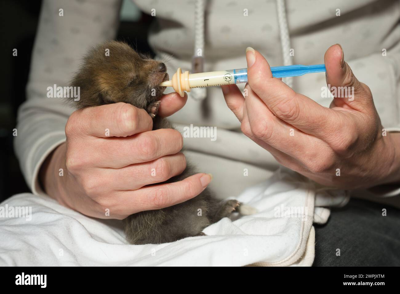 Adoption und Fütterung von Rotfuchs, der im wilfer Wald einsam gefunden wurde Stockfoto