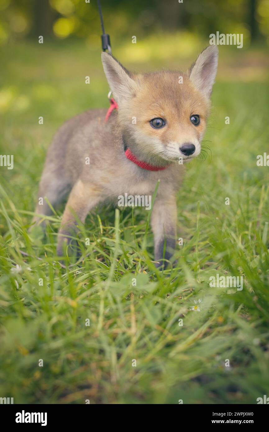 Adoption eines kleinen Rotfuchses, der im wilfer Wald einsam gefunden wurde Stockfoto
