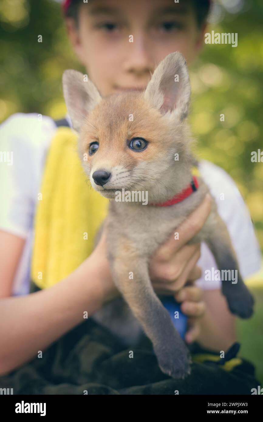 Adoption eines kleinen Rotfuchses, der im wilfer Wald einsam gefunden wurde Stockfoto