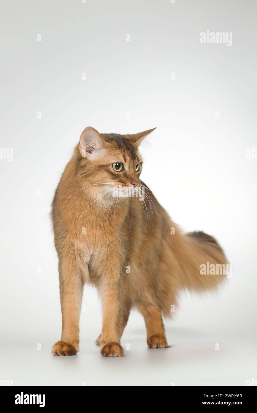 Die somalische Katze posiert für Porträt im Studio Stockfoto