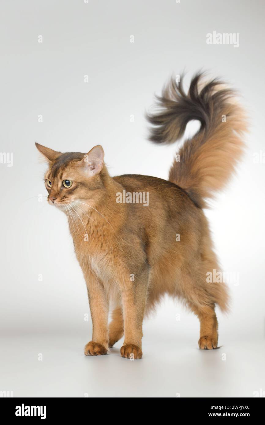 Die somalische Katze posiert für Porträt im Studio Stockfoto