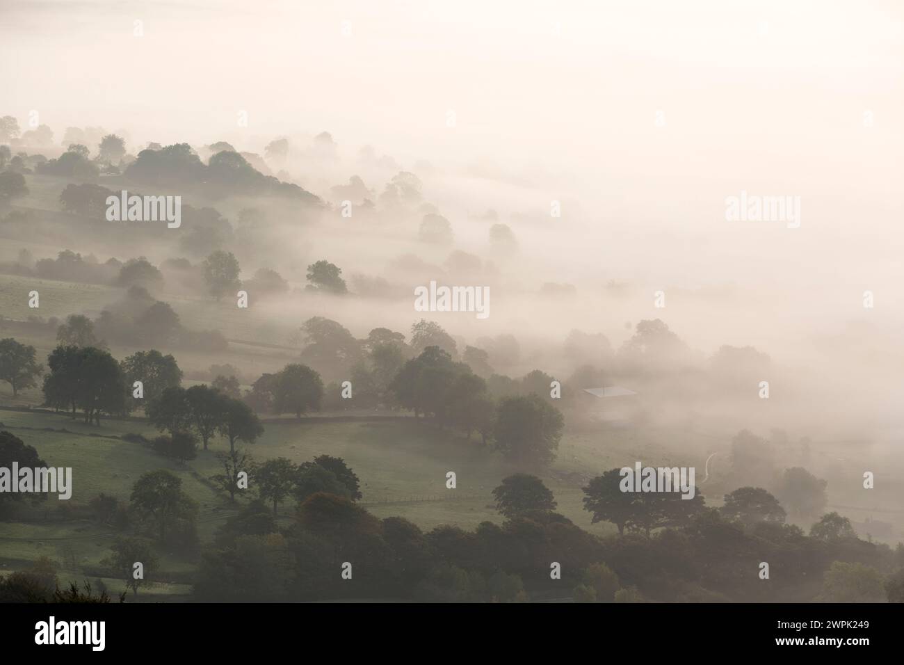 Großbritannien, Derbyshire, nebelige Bäume am frühen Morgen. Stockfoto