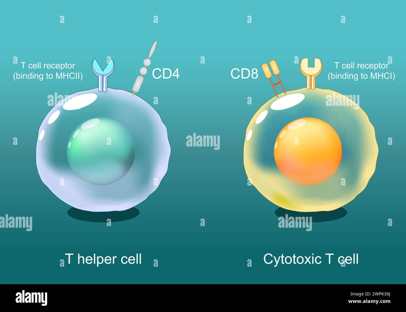 Helfer-T-Zellen und zytotoxische T-Zellen. CD8- und CD4-Lymphozyten. Antigen-Präsentation. TCR-Rezeptor auf weißen Blutkörperchen. Adaptive Immunantwort. Vect Stock Vektor