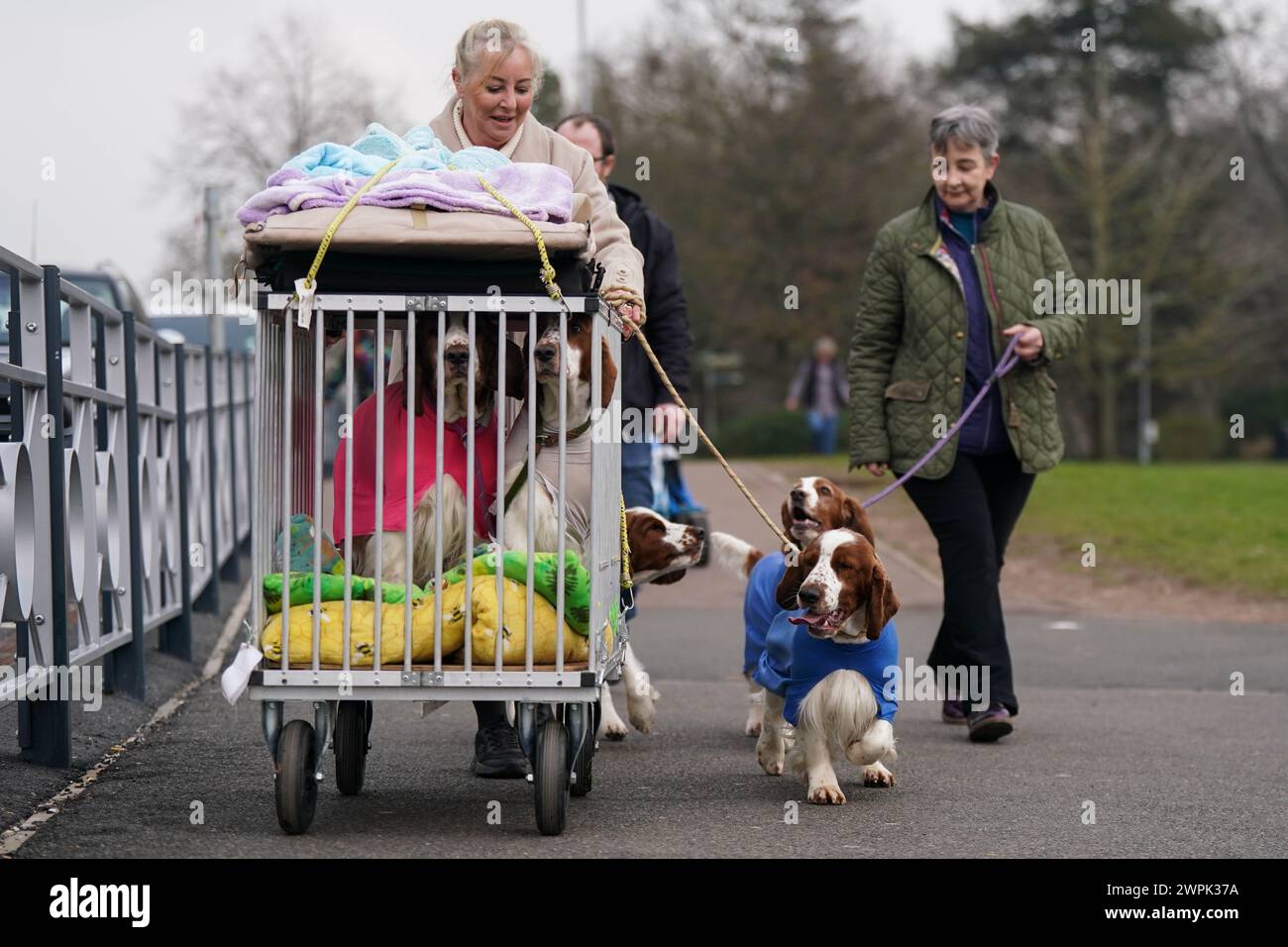 Besitzer und ihre walisischen Springer Spaniels kommen am zweiten Tag der Crufts Dog Show im National Exhibition Centre (NEC) in Birmingham an. Bilddatum: Freitag, 8. März 2024. Stockfoto