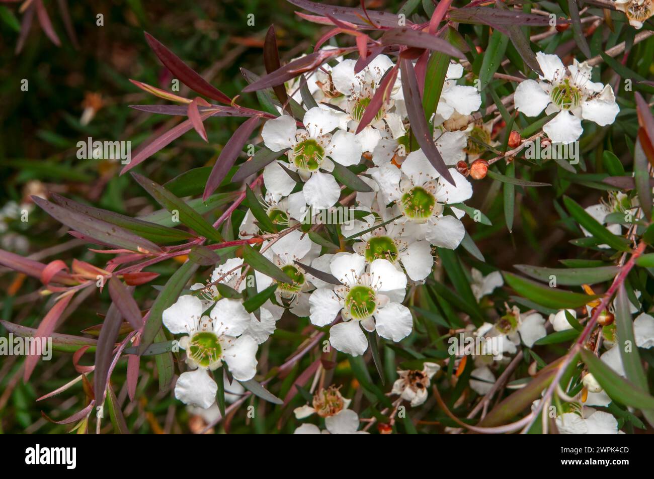 Sydney Australia, Leptospermum madidum ist eine Art von Sträuchern oder kleinen Bäumen mit weinenden Zweigen, glatter Rinde, blassgrünen linearen Blättern, kleinem weißem f Stockfoto