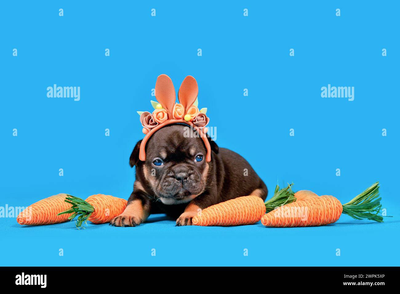 Tan Französisch Bulldog Hund Welpe verkleidet als Osterhase mit Kaninchenohren Stirnband und Karotten auf blauem Hintergrund mit Kopierraum Stockfoto