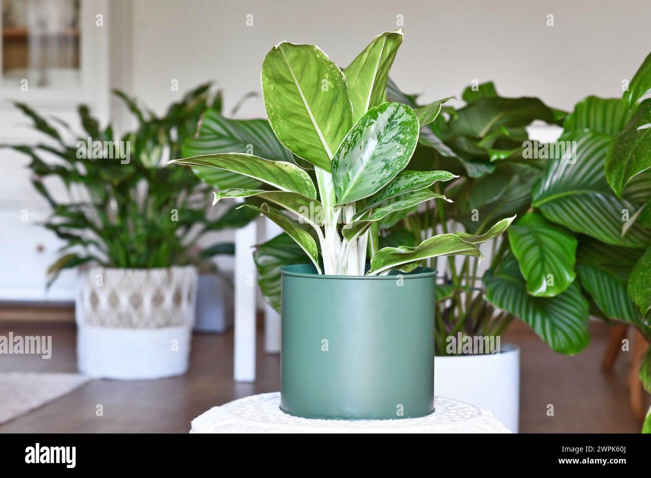 Tropische „Aglaonema Royal Diamond“-Zimmerpflanze mit silbernem Muster im Wohnzimmer mit vielen verschiedenen Zimmerpflanzen in unscharfem Hintergrund Stockfoto