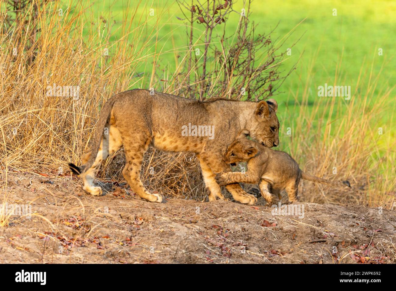 Eine Löwin (Panthera leo) spielt mit ihrem Jungen im South Luangwa National Park in Sambia, Südafrika Stockfoto