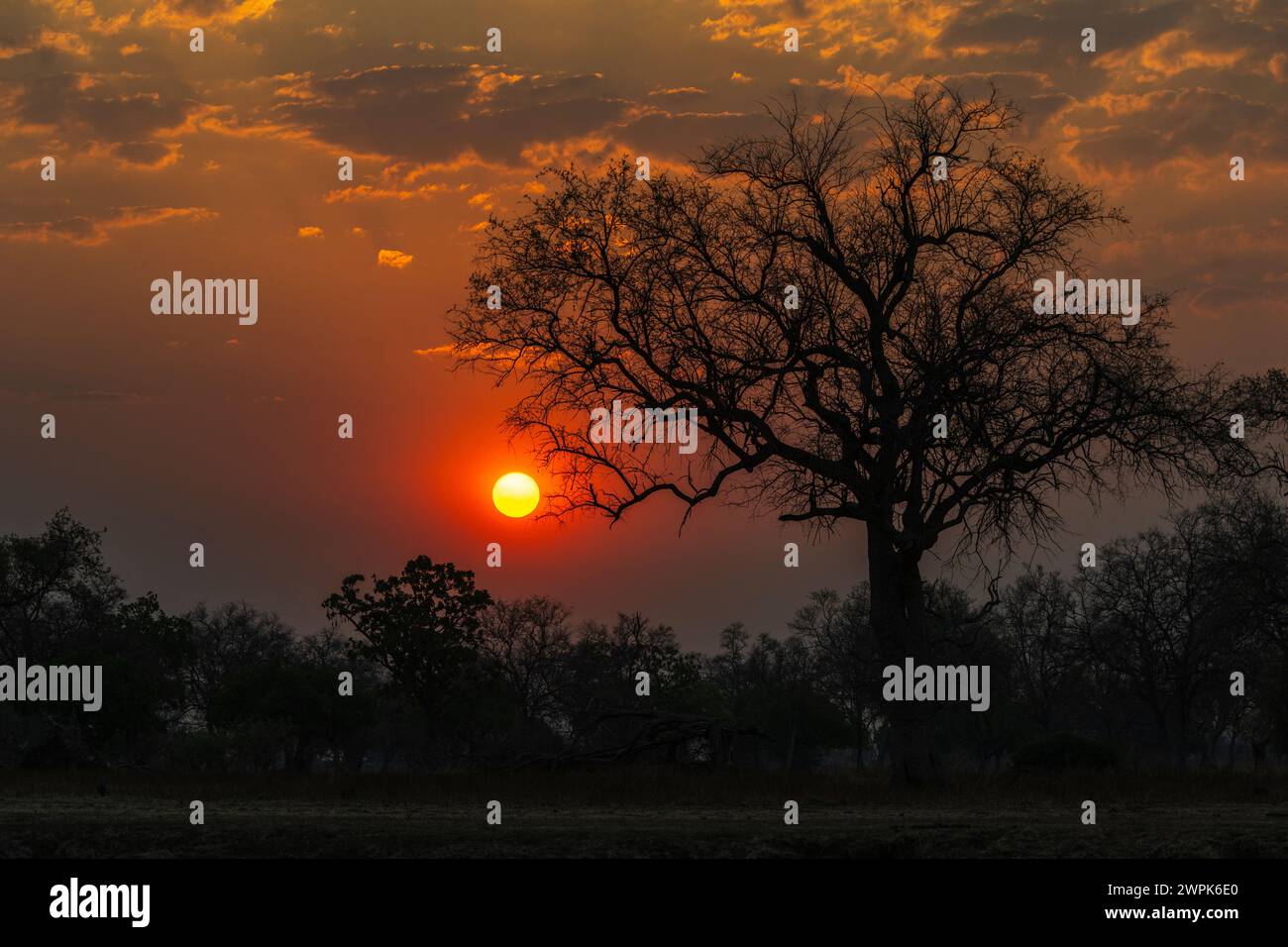 Ein Baum, der sich vor der untergehenden Sonne im South Luangwa National Park in Sambia, Südafrika, befindet Stockfoto