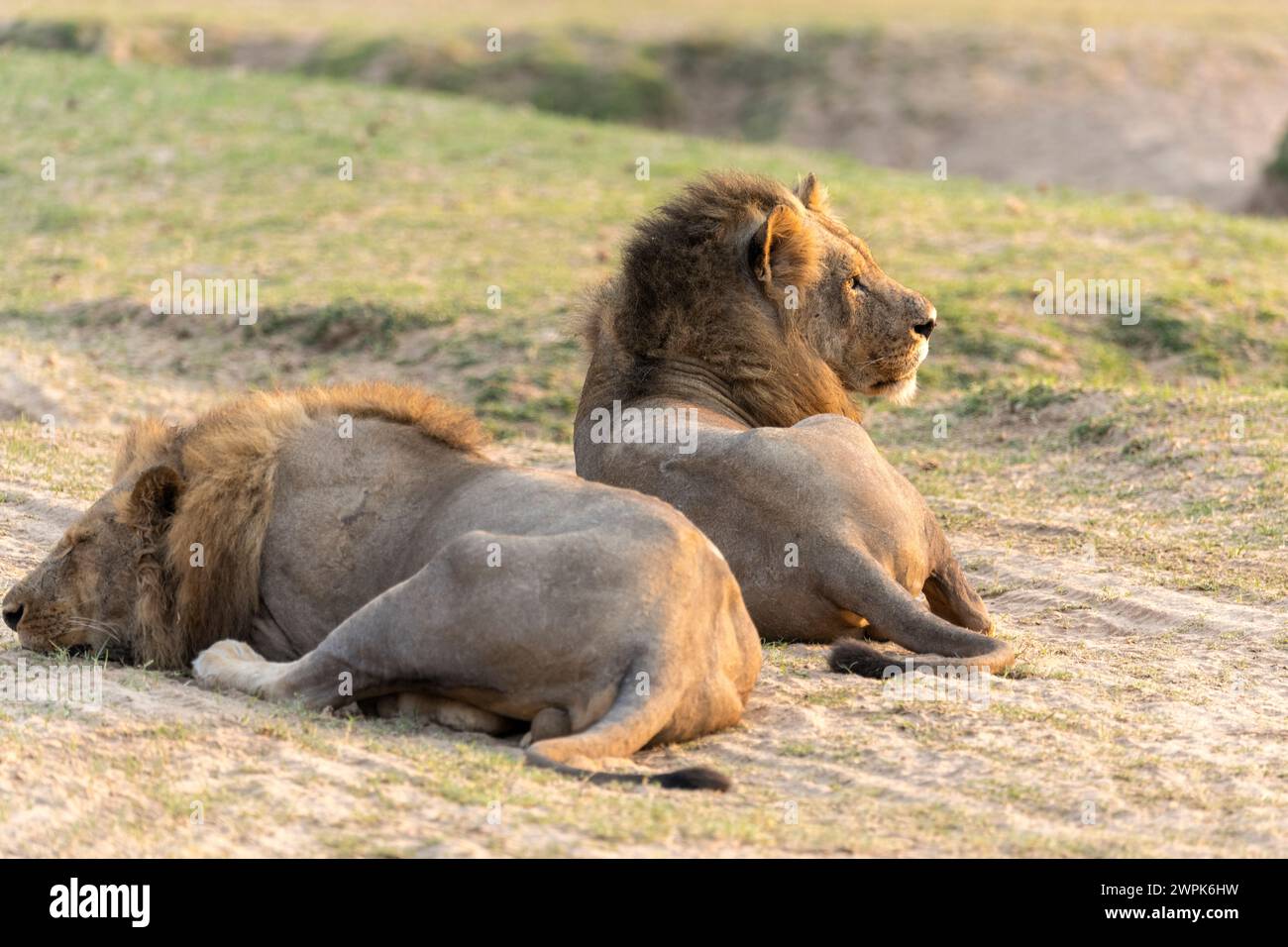 Zwei männliche Löwen (Panthera leo) entspannen auf freiem Boden und genießen die Morgensonne im South Luangwa National Park in Sambia, Südafrika Stockfoto