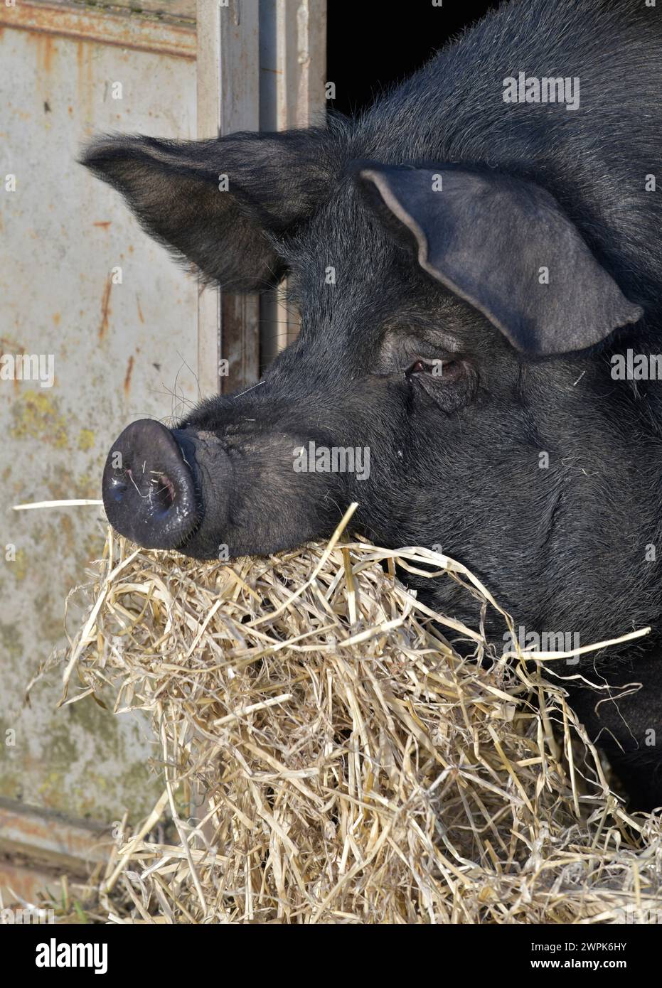 schwarzen Schwein Stockfoto