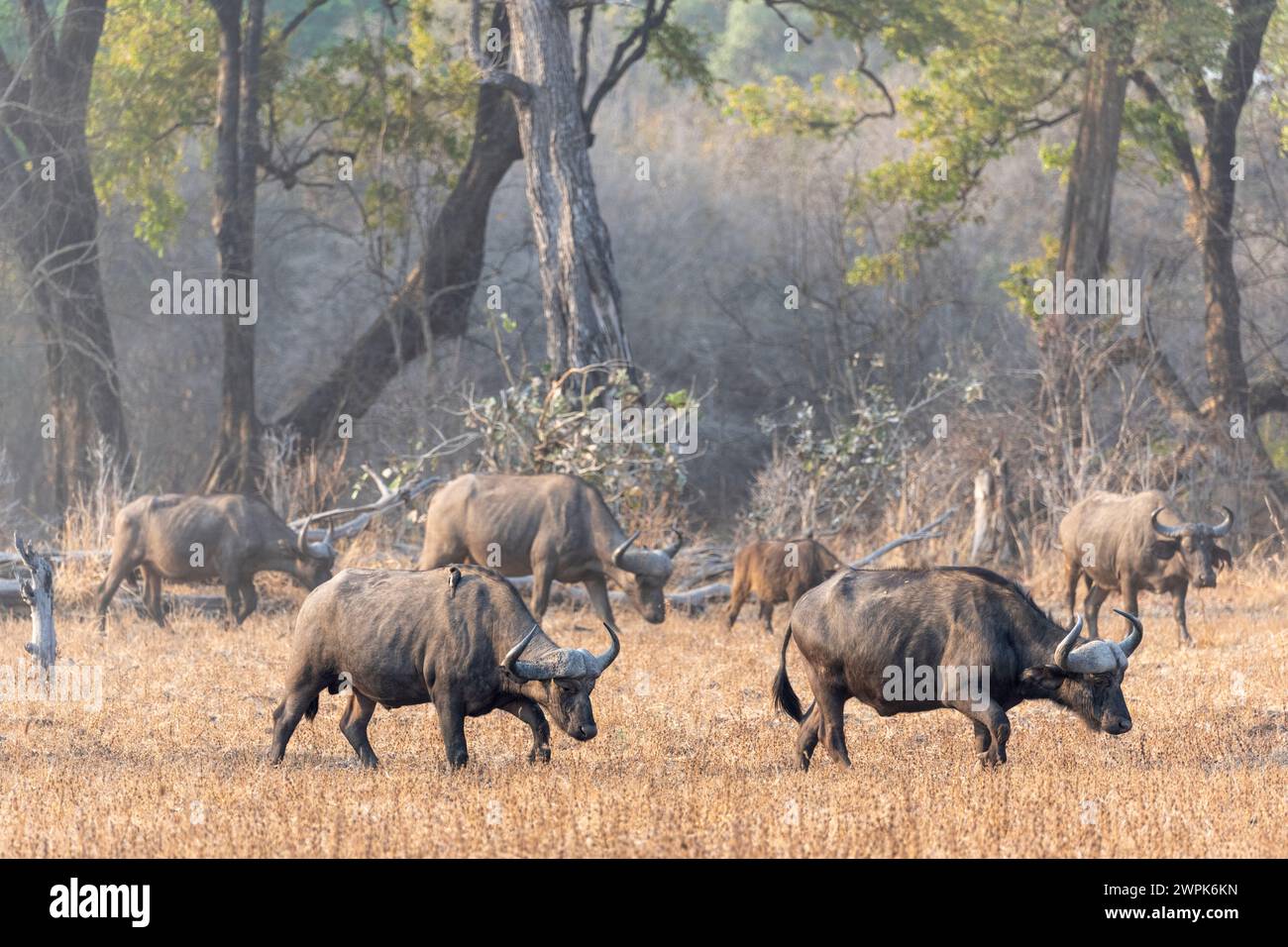 Herde afrikanischer Büffel (Syncerus Caffer) auf dem Weg im South Luangwa National Park in Sambia, Südafrika Stockfoto