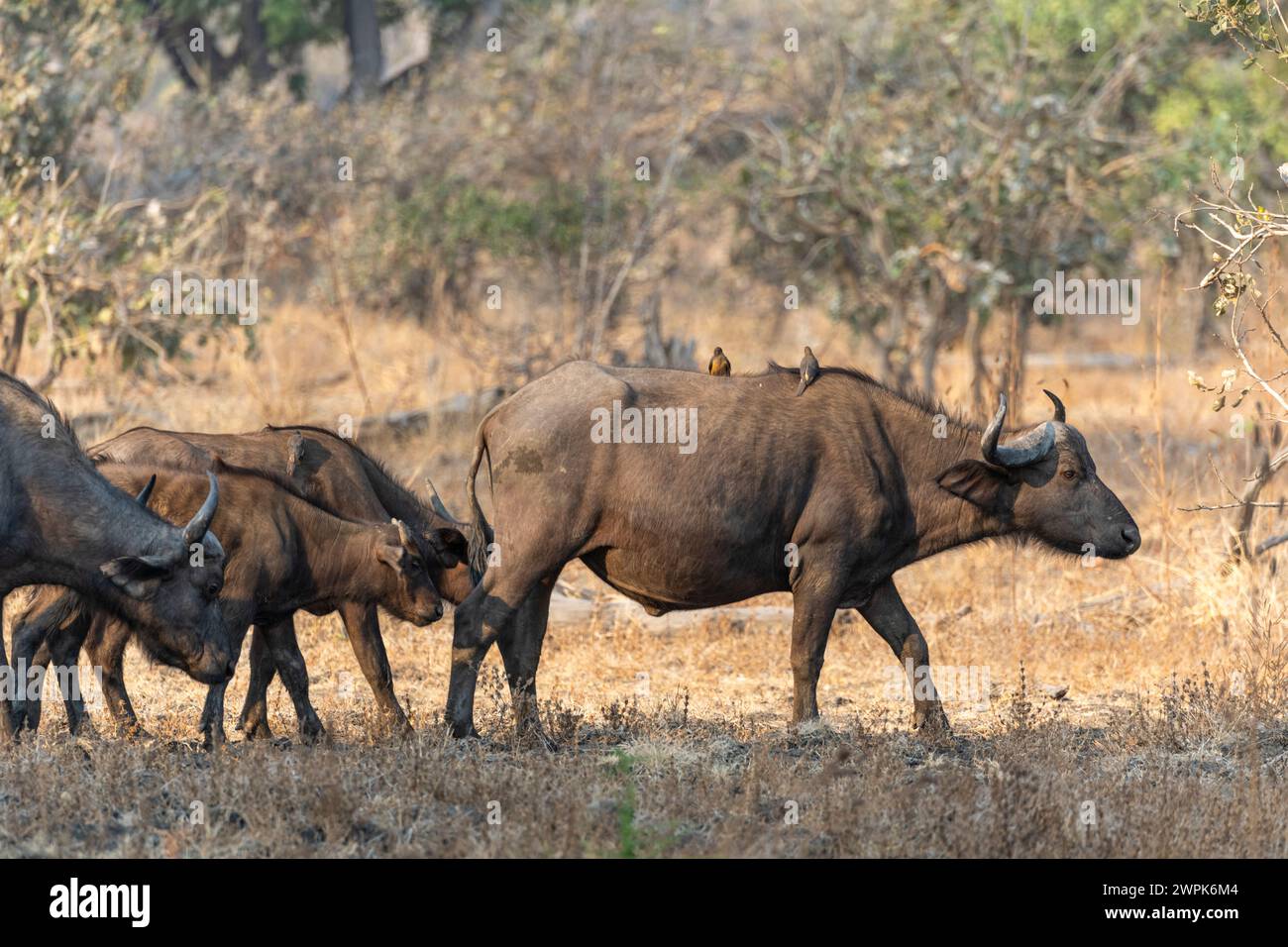 Herde afrikanischer Büffel (Syncerus Caffer) auf dem Weg im South Luangwa National Park in Sambia, Südafrika Stockfoto