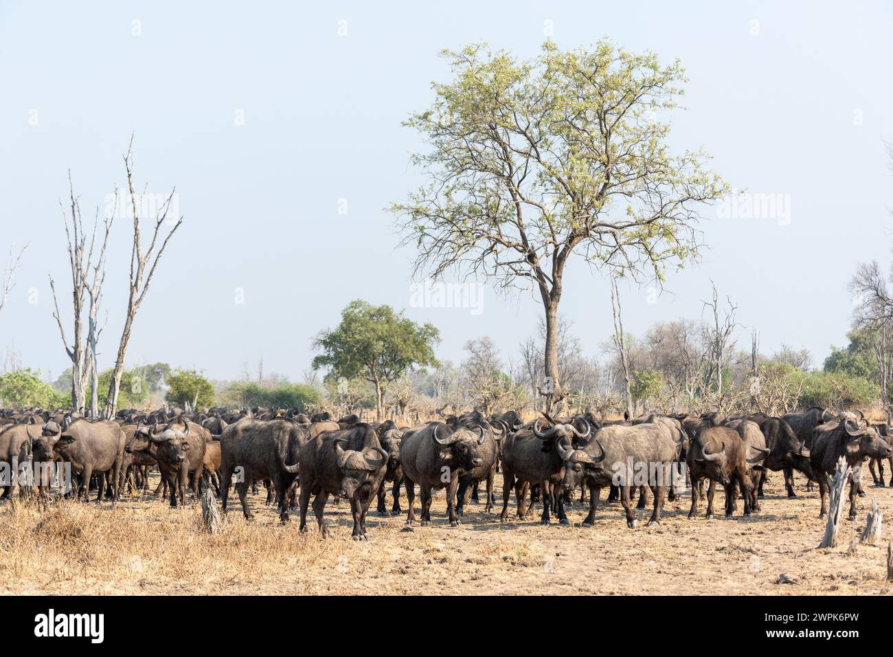 Herde afrikanischer Büffel (Syncerus Caffer) auf dem Weg im South Luangwa National Park in Sambia, Südafrika Stockfoto
