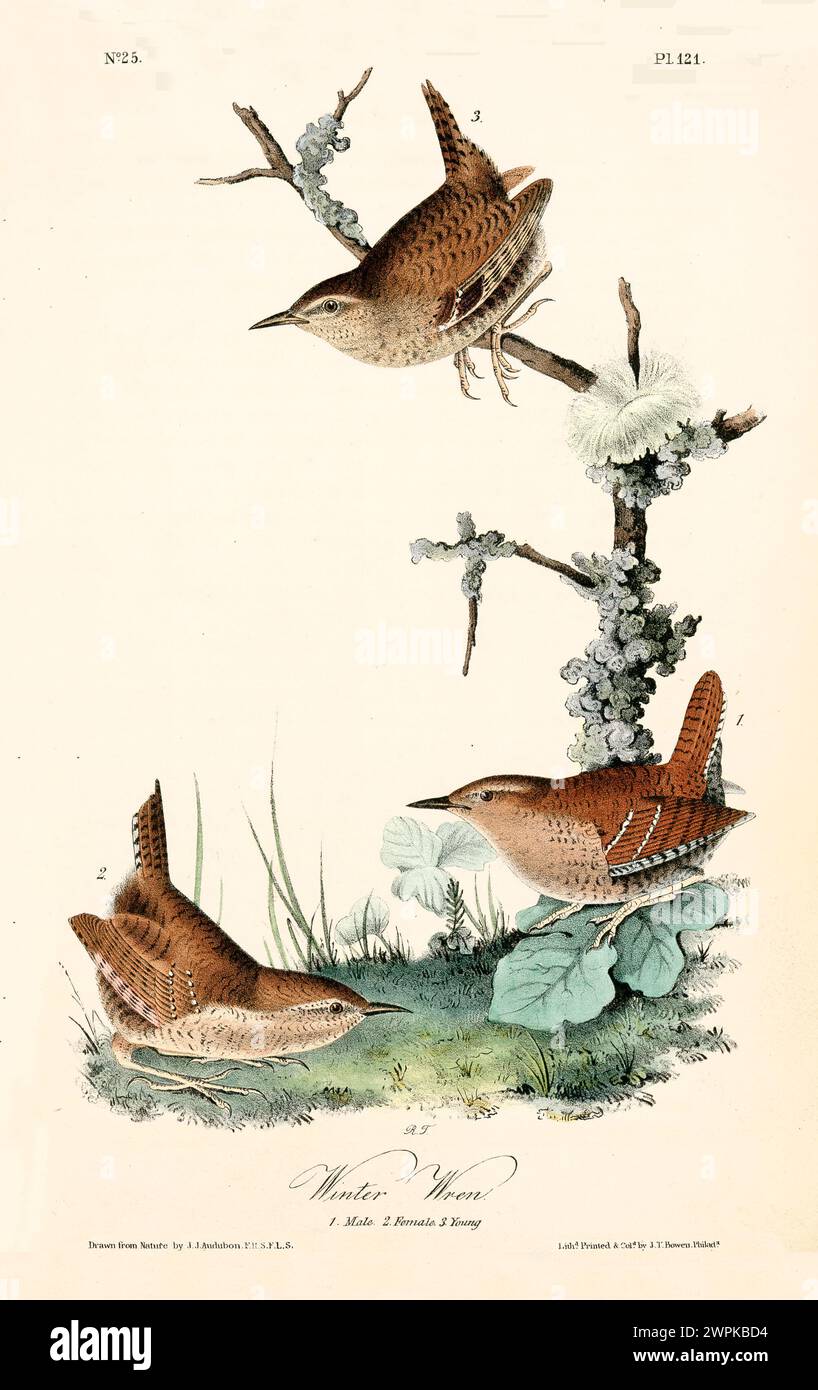 Drei Winterrens mit sattem braunem Gefieder und vergitterten Flügeln, die in einer moosigen, naturalistischen Umgebung auf der Suche sind. Von J.J. Audubon 1840 Stockfoto