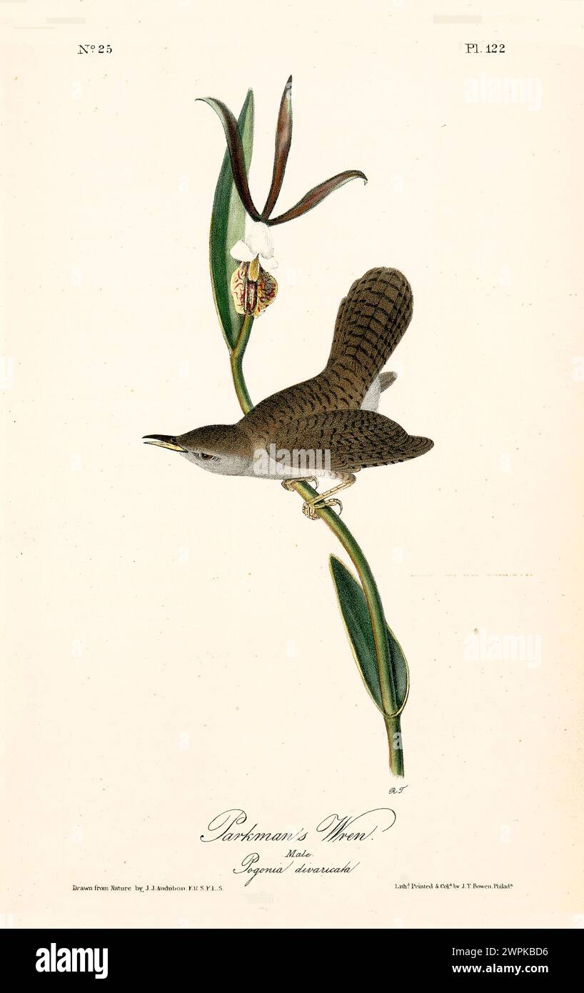 Ein kleiner Vogel mit weichen braunen und grauen Federn thront auf einem Orchideenstiel in raffinierter Minimalkomposition. Von J.J. Audubon: Birds of America, 1840 Stockfoto