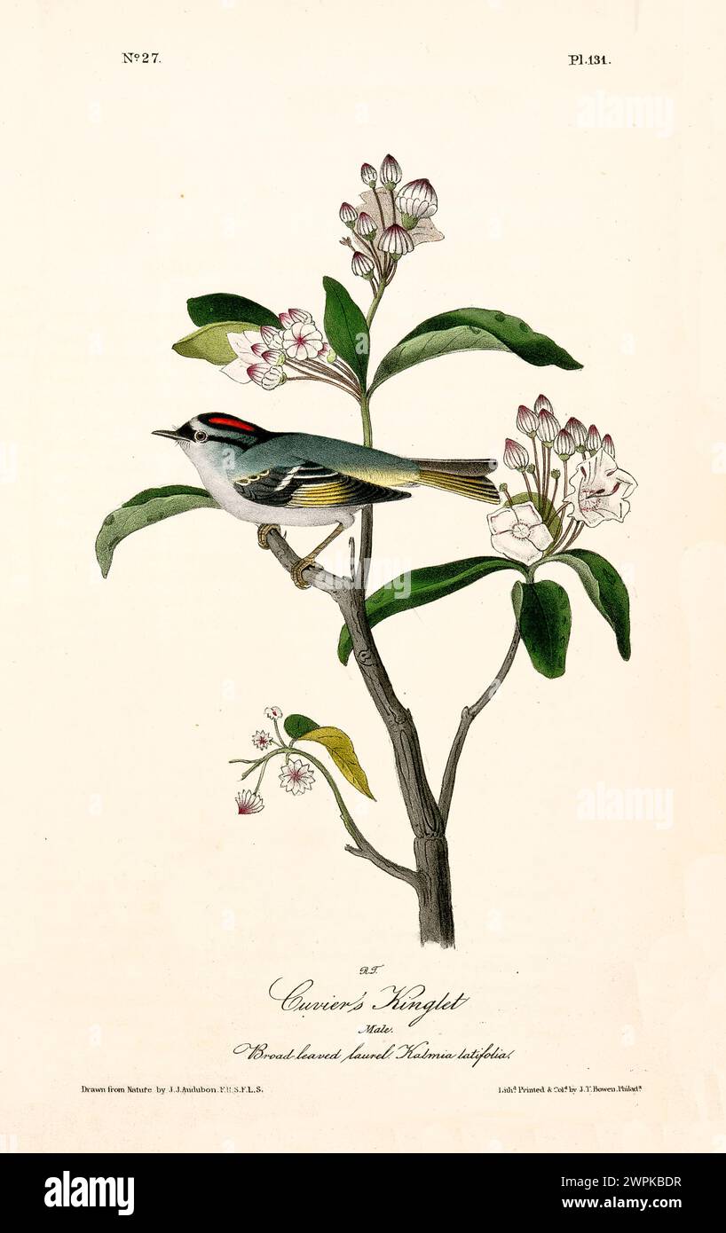 Ein kleiner Vogel thront ruhig auf einem Lorbeerzweig, der mit zarten rosa Blüten verziert ist, in einer minimalen und harmonischen Komposition. Von J.J. Audubon 1840 Stockfoto