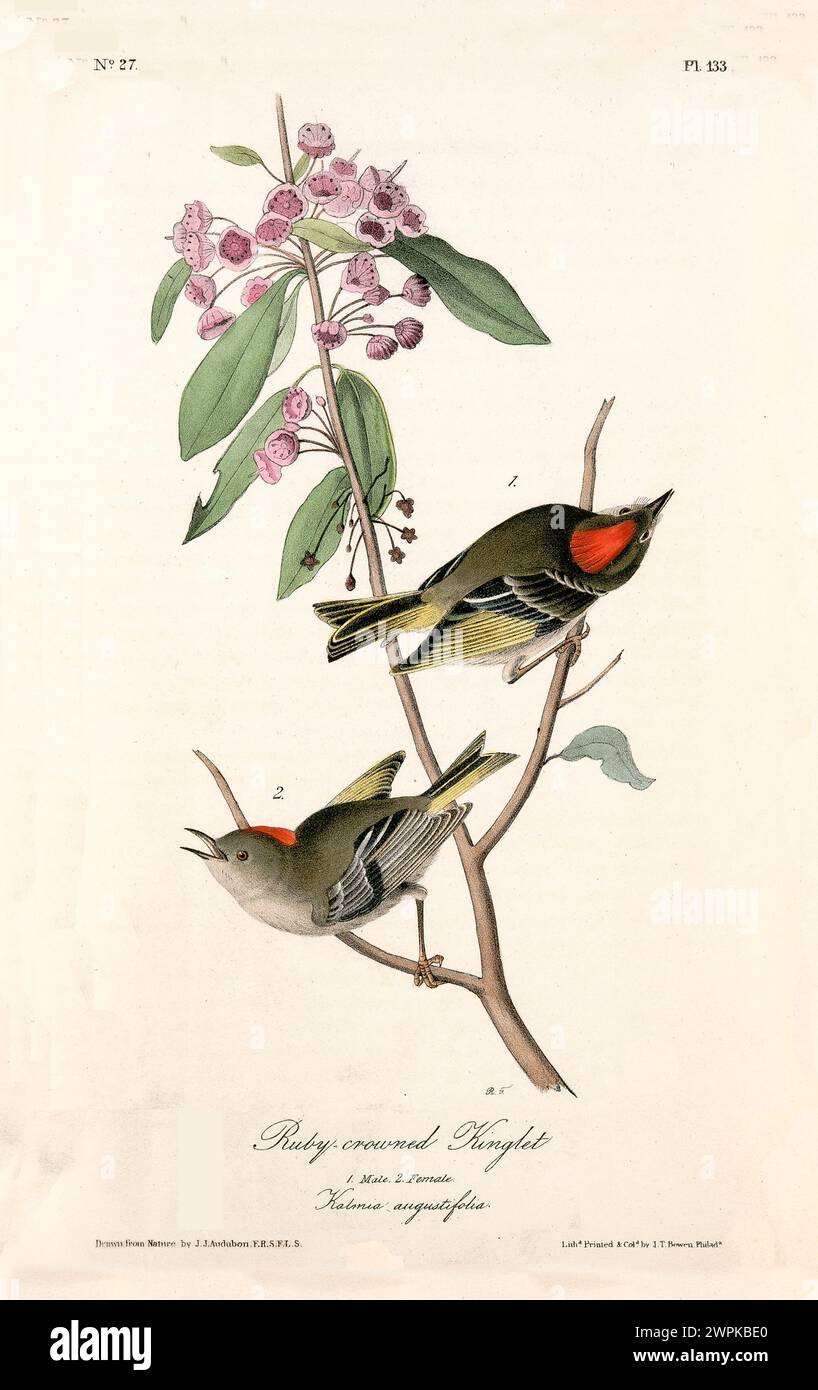 Zwei kleine Vögel mit lebhaften Rubinkronen sitzen auf schlanken Ästen, die von einem Blumenstrauß in einem anmutigen vertikalen Design ausgeglichen werden. Von J.J. Audubon 1840 Stockfoto