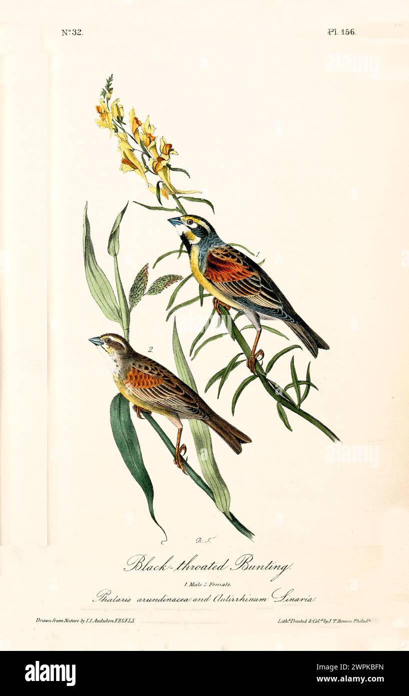 Zwei Vögel auf blühenden Ästen, in einer reich farbigen und fein detaillierten naturalistischen Illustration. Von J.J. Audubon: Birds of America, 1840 Stockfoto