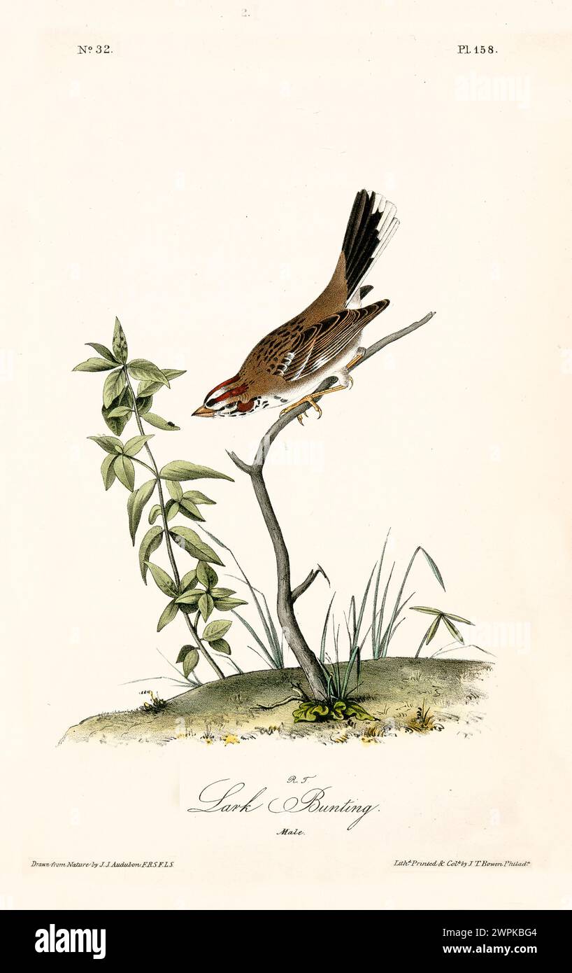 Ein kleiner Vogel lehnt sich aufmerksam von einem Ast in dieser fein detaillierten und farbenfrohen naturalistischen Illustration. Von J.J. Audubon 1840 Stockfoto